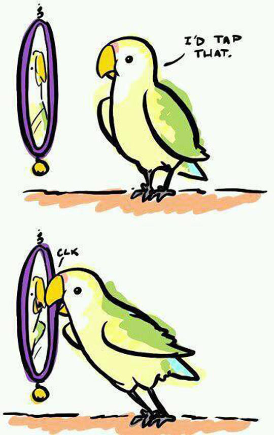 funny-comic-parrot-mirror-tap